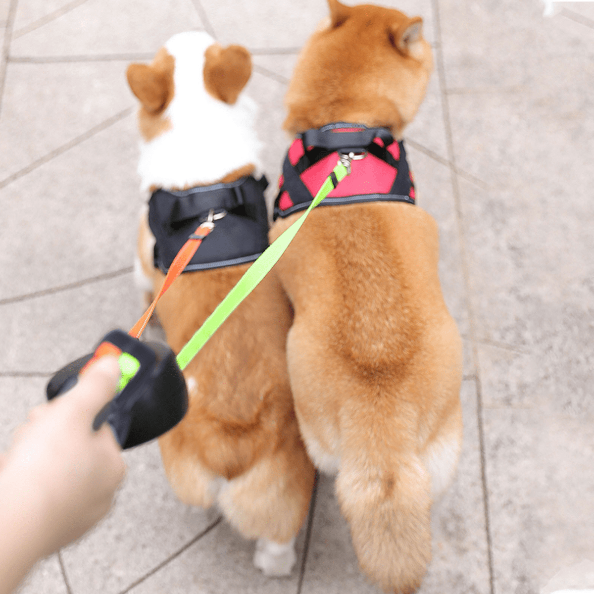 DoubleDog – podwójna smycz dla psów bez plątania | z latarką