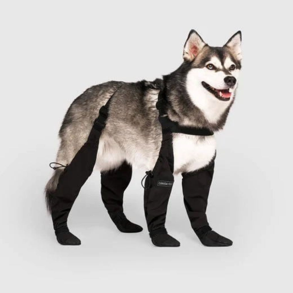 Wytrzymałe buty dla psów